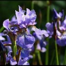 iris, WESTERN BLUE FLAG IRIS, flower, 21 seeds! iris, WESTERN BLUE FLAG IRIS, flower, 21 seeds!