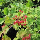 cranberry, AMERICAN HIGHBUSH, berries Viburnum trilobum, 30 SEEDS! cranberry, AMERICAN HIGHBUSH, berries Viburnum trilobum, 30 SEEDS!