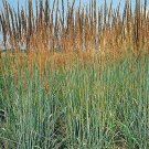 indian grass, PERENNIAL ORNAMENTAL, 400 seeds! indian grass, PERENNIAL ORNAMENTAL, 400 seeds!