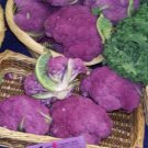 cauliflower, PURPLE OF SICILY, 20 SEEDS!