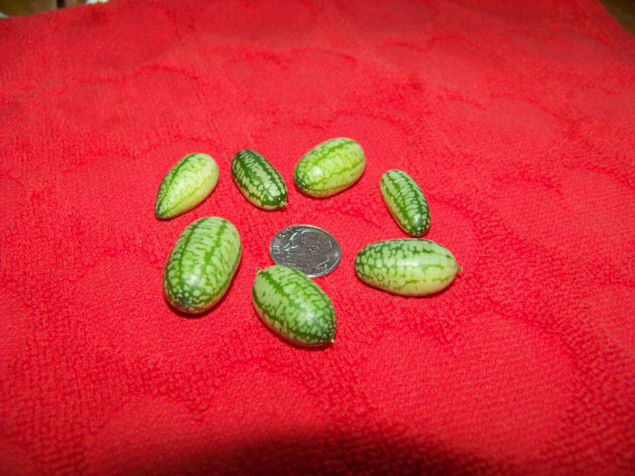 watermelon, MINI, mexican sour gherkin, CUCAMELON, 10 seeds!