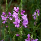 obedient plant, LION'S HEART, pink flower, 52 SEEDS!