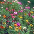 zinnia, POMPON/ pumila mix ZINNIA, 170 SEEDS!