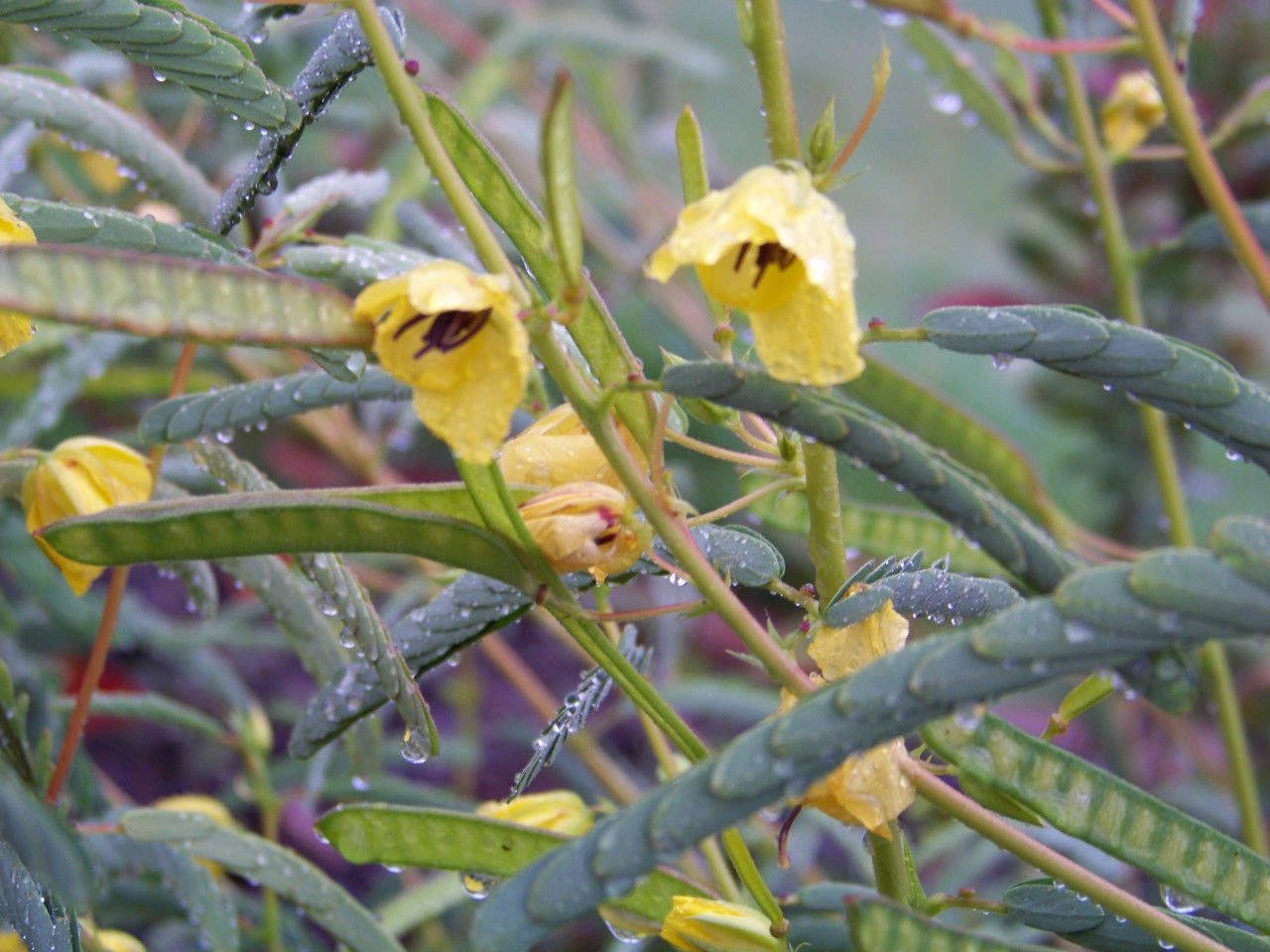 partridge pea, SLEEPING sensitive PLANT, 40 seeds