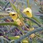 partridge pea, SLEEPING sensitive PLANT, 40 seeds