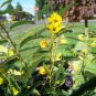 partridge pea, SLEEPING sensitive PLANT, 40 seeds