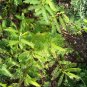 partridge pea, SLEEPING sensitive PLANT, 40 seeds