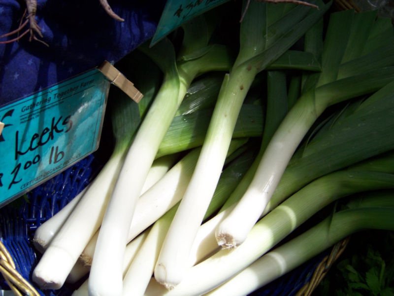 leek, LARGE AMERICAN FLAG LEEKS, 400 seeds!