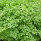 chervil, FRENCH PARSLEY, herb spice seeds!