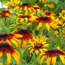 daisy, GLORIOSA, PERENNIAL FLOWER, 470 seeds!