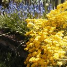 alyssum, GOLDEN TUFT, basket of gold, yellow flower, 100 seeds!