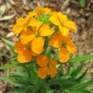 wallflower, SIBERIAN, FRAGRANT, biennial, ORANGE flower, 1200 seeds!