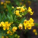 senna, WILD CASSIA, 5' tall PERENNIAL, yellow flower, 25 seeds!