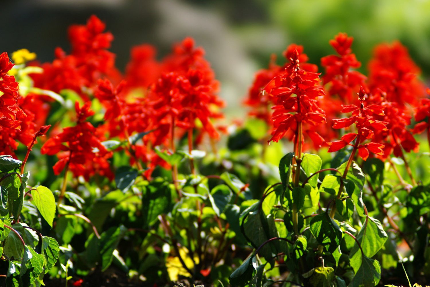 sage, scarlet, HUMMING BIRDS, red flower, 300 seeds!