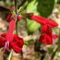 sage, scarlet, HUMMING BIRDS, red flower, 300 seeds!