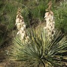 soapweed, YUCCA GLAUCA white flower, 25 seeds!