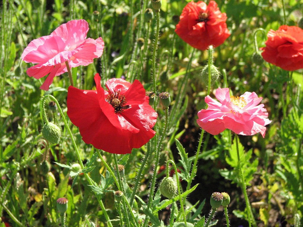 poppy, POPPY SHIRLEY MIX, corn poppy flower 16000 seeds!