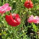 poppy, POPPY - SHIRLEY MIX, corn poppy flower - 16000 seeds!