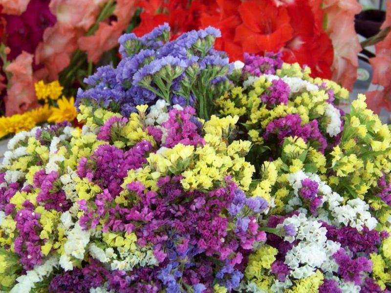 statice, EVERLASTING FLOWER MIX, 70 seeds!