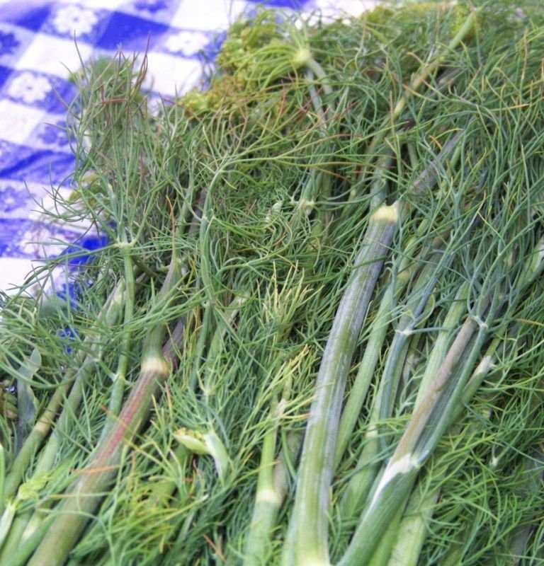dill, FRAGRANT HERB, edible flower, 110 SEEDS!