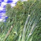dill, FRAGRANT HERB, edible flower, 110 SEEDS!