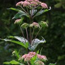 joe pye weed PINK flower perennial, ATTRACTS BUTTERFLIES, 330 seeds! joe pye weed PINK flower perennial, ATTRACTS BUTTERFLIES, 330 seeds!