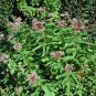joe pye weed PINK flower perennial, ATTRACTS BUTTERFLIES, 330 seeds!