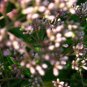 joe pye weed PINK flower perennial, ATTRACTS BUTTERFLIES, 330 seeds!