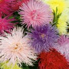 aster, china, CREGO MIX, 155 seeds!