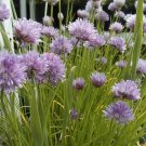 chives, GREAT WINDOWSILL HERB, 115 SEEDS!