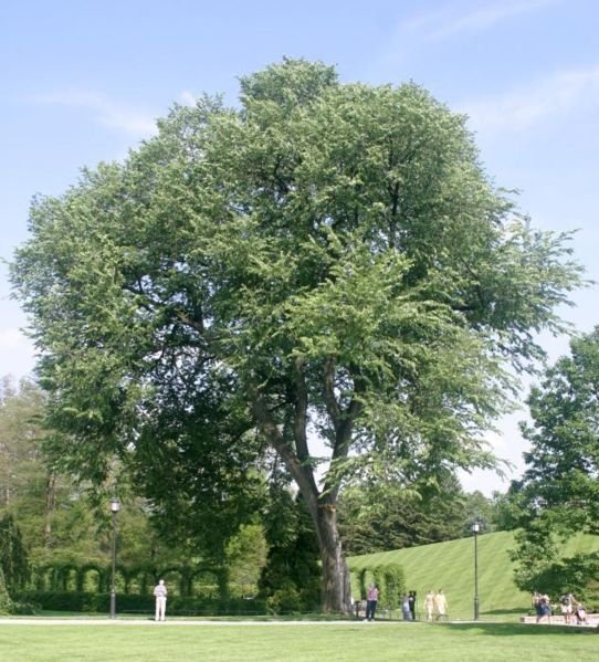 elm, AMERICAN ELM TREE, 85 seeds!