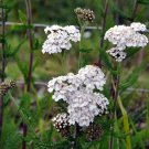 yarrow, WHITE flower, perennial, Achillea millefolium, 4500 SEEDS! yarrow, WHITE flower, perennial, Achillea millefolium, 4500 SEEDS!