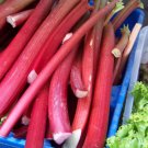 rhubarb, CLEARANCE SPECIAL, rhubarb, bulk wholesale 200 SEEDS!