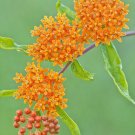 butterfly weed, HUMMINGBIRDS magnet beauty, ORANGE FLOWER, 60 seeds!