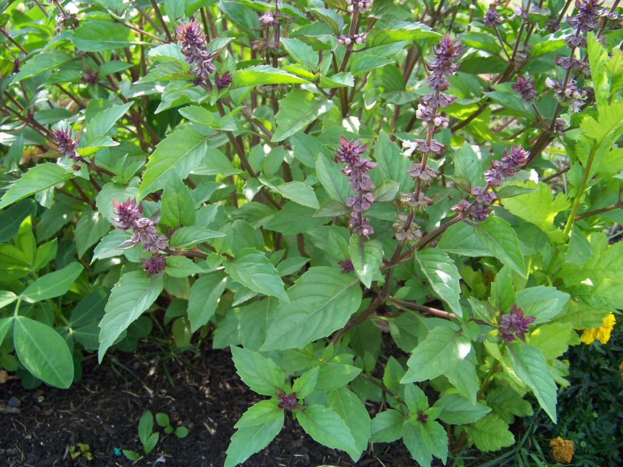 basil, CINNAMON SCENTED BASIL, 90 seeds!