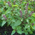 basil, CINNAMON SCENTED BASIL, 90 seeds!