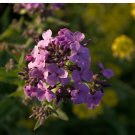 dame's rocket, 585 seeds, rose fuchsia colored flowers, PERENNIAL! dame's rocket, 585 seeds, rose fuchsia colored flowers, PERENNIAL!