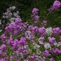 dame's rocket, 585 seeds, rose fuchsia colored flowers, PERENNIAL!