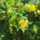 trumpet, or HUMMINGBIRD VINE, yellow flower, PERENNIAL, 10 seeds! trumpet, or HUMMINGBIRD VINE, yellow flower, PERENNIAL, 10 seeds!
