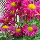 daisy, PAINTED, GIANT HARDY PERENNIAL, 33 seeds!