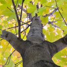 maple, SUGAR for maple syrup TREE, 15 SEEDS!