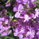 stock, EVENING SCENTED, pink purple flower, 500 seeds!