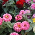 zinnia, CALIFORNIA GIANT, dahlia mix, 263 seeds!
