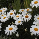 daisy, SHASTA, DWARF, perennial, white flower, 1175 SEEDS! daisy, SHASTA, DWARF, perennial, white flower, 1175 SEEDS!