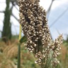 sorghum, WHITE POPPING SORGHUM, 50 SEEDS! sorghum, WHITE POPPING SORGHUM, 50 SEEDS!