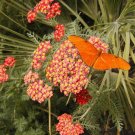 yarrow, RED PERENNIAL YARROW, good for DRYING, 1400 SEEDS! yarrow, RED PERENNIAL YARROW, good for DRYING, 1400 SEEDS!