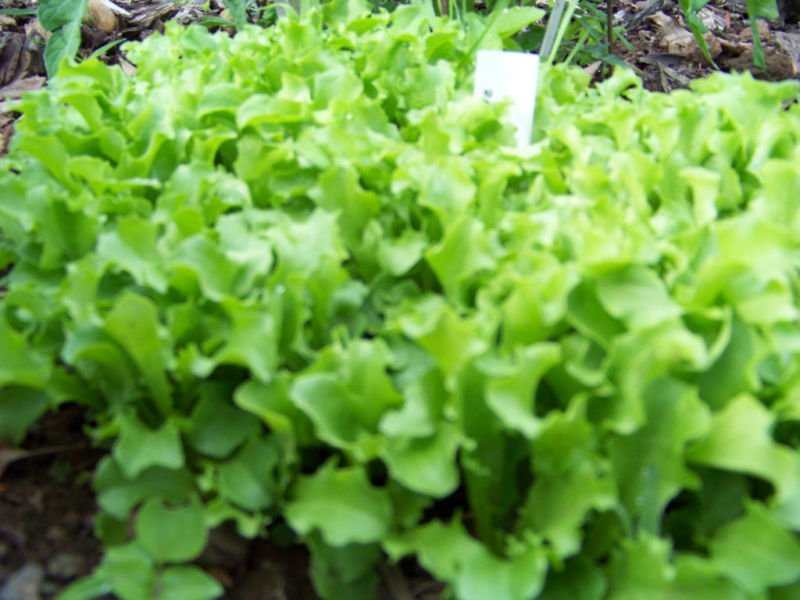 lettuce, BLACK SEEDED SIMPSON, 875 seeds!