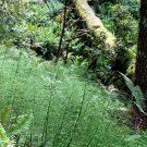 broom fern TREE FERN asparagus virgatus, 20 seeds