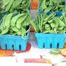 pea, OREGON SUGAR POD, snow, 33 seeds!
