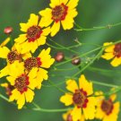 coreopsis, PLAINS, nice cut flower, YELLOW, 450 seeds! coreopsis, PLAINS, nice cut flower, YELLOW, 450 seeds!